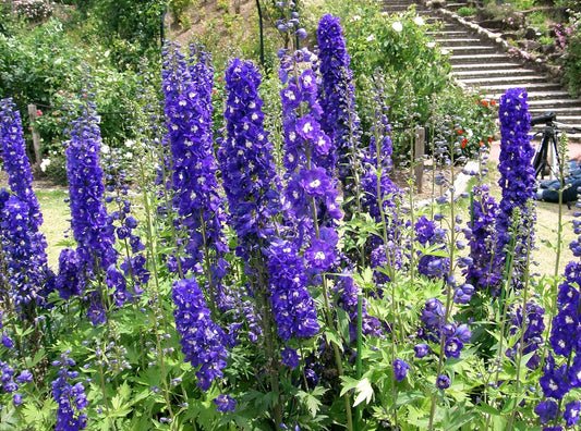 500 Purple ROCKET LARKSPUR DELPHINIUM Ajacis Consolida Flower Seeds