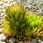 50 ROCK PINE Orostachys Japonica Multicolored Succulent Pink Flower Houseplant Seeds