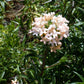100 LARGE FLOWERED PHLOX Collomia Grandiflora Flower Seeds