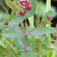50 Marsh SAINT JOHN'S WORT Hypericum Virginicum Pink Mauve Flower Seeds
