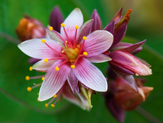 50 Marsh SAINT JOHN'S WORT Hypericum Virginicum Pink Mauve Flower Seeds
