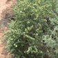 100 FOURWING SALTBRUSH Atriplex Canescens Gray Sage Brush Chamiso Desert Shrub Seeds