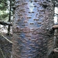 30 BALSAM FIR Tree Abies Balsamea Christmas Tree Silver Pine Canadian Fir Native Evergreen Seeds
