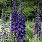 50 BLACK KNIGHT DELPHINIUM Elatum Cultorum Pacific Giant Larkspur Perennial Flower Seeds