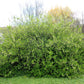 15 INDIAN PLUM Osoberry Oregon Oso Berry Oemleria Cerasiformis Fruit Shrub Seeds