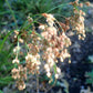 1000 WOOLGRASS Scirpus Cyperinus Wool Grass Teddybear Paws Woolsedge Cottongrass Bulrush Ornamental Wetland Grass Seeds