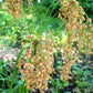 1000 WOOLGRASS Scirpus Cyperinus Wool Grass Teddybear Paws Woolsedge Cottongrass Bulrush Ornamental Wetland Grass Seeds