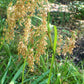 1000 WOOLGRASS Scirpus Cyperinus Wool Grass Teddybear Paws Woolsedge Cottongrass Bulrush Ornamental Wetland Grass Seeds