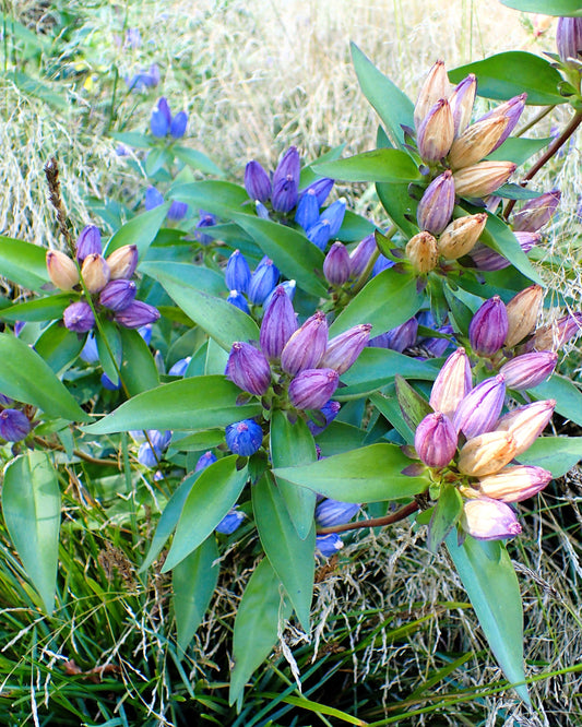 200 BOTTLE GENTIAN (Closed or Blind Gentian / Cloistered Heart) Gentiana Andrewsii Flower Seeds