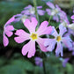 100 PINK FAIRY PRIMROSE Primula Malacoides Baby Primrose Shade Houseplant Flower Seeds