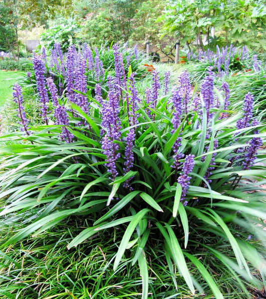 5 LILYTURF Liriope Muscari aka Big Blue Lily Turf / Monkey Grass Flower Seeds