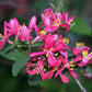 50 Tatarian Asian HONEYSUCKLE Lonicera Tatarica Pink Flower Shrub Bush Seeds