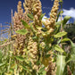 100 Organic PEPPERMINT QUINOA Grain Chenopodium Quinoa White & Green Heads - White Seeds