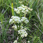 20 WHITE WORLED (Horesetail) MILKWEED Asclepias Verticillata Flower Seeds