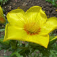 300 YELLOW BLAZING STAR Mentzelia Lindleyi Bartonia Evening Star Native Flower Seeds