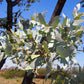 10 SILVER BOX EUCALYPTUS Pruinosa Silvery Blue-Green Foliage Apple Box Smoke Tree White Yellow Flower Seeds