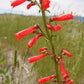150 Eatons RED FIRECRACKER PENSTEMON Eatonii Native Hummingbird Flower Seeds