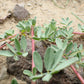 1000 WHITE PRAIRIE CLOVER Dalea Candida Flower Seeds
