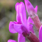 30 Purple LOCOWEED CRAZYWEED Oxytropis Lambertii Native Flower Seeds