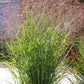 1000 SWITCHGRASS Tall Panic Switch Grass Panicum Virgatum Red Flower Seeds
