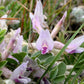 10 GROUND PLUM Flower Cover Ground Plum Milkvetch Astragalus Crassicarpus Seeds