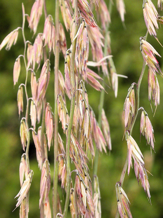 100 MESQUITE / SIDEOATS GRASS Ornamental Bouteloua Curtipendula Seeds