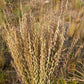100 MESQUITE / SIDEOATS GRASS Ornamental Bouteloua Curtipendula Seeds