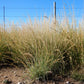 100 MESQUITE / SIDEOATS GRASS Ornamental Bouteloua Curtipendula Seeds