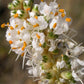 1000 WHITE PRAIRIE CLOVER Dalea Candida Flower Seeds