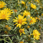 100 HAIRY GOLDEN ASTER Chrysopsis Heterotheca Villosa Herb Yellow Flower Seeds