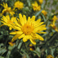 100 HAIRY GOLDEN ASTER Chrysopsis Heterotheca Villosa Herb Yellow Flower Seeds