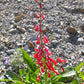 150 Eatons RED FIRECRACKER PENSTEMON Eatonii Native Hummingbird Flower Seeds