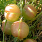 10 GROUND PLUM Flower Cover Ground Plum Milkvetch Astragalus Crassicarpus Seeds