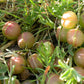 10 GROUND PLUM Flower Cover Ground Plum Milkvetch Astragalus Crassicarpus Seeds