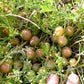 10 GROUND PLUM Flower Cover Ground Plum Milkvetch Astragalus Crassicarpus Seeds