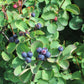 20 SASKATOON SERVICEBERRY aka Western, Pacific, Juneberry, Shadbush Amelanchier Alnifolia Native Edible Purple Berry Fruit White Flower Shrub Seeds
