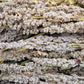 100 Organic PEPPERMINT QUINOA Grain Chenopodium Quinoa White & Green Heads - White Seeds
