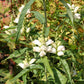 50 WHITE TURTLEHEAD Chelone Glabra Flower Seeds