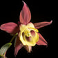 100 ORIENTAL COLUMBINE Plum & White Aquilegia Vulgaris Flower Seeds