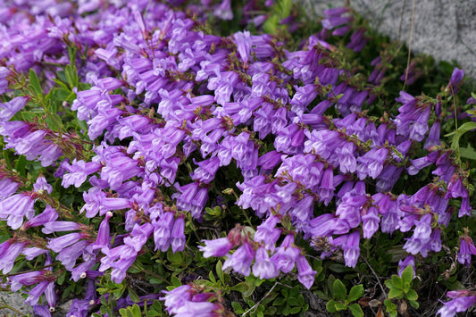 50 ALPINE PENSTEMON Davidsonii Davidson's Beardtongue Purple Flower Seeds