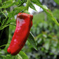 60 RED MARCONI PEPPER Rossa Large Sweet Italian Frying Capsicum Annuum Seeds