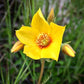 300 YELLOW BLAZING STAR Mentzelia Lindleyi Bartonia Evening Star Native Flower Seeds