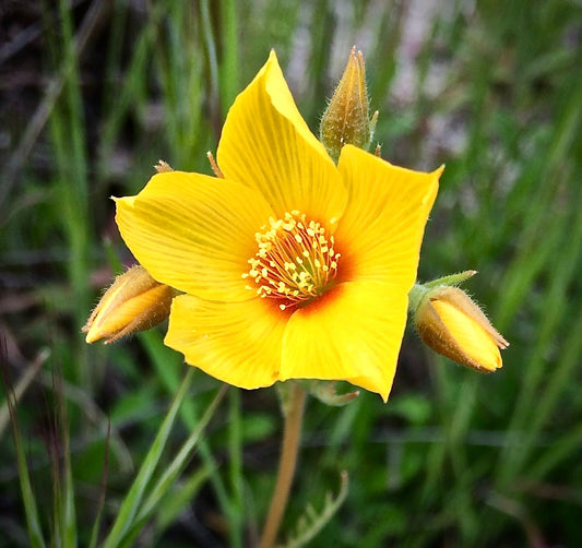 300 YELLOW BLAZING STAR Mentzelia Lindleyi Bartonia Evening Star Native Flower Seeds
