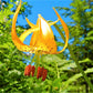 20 COLUMBIAN TIGER LILY Oregon Lily Lilium Columbianum syn. Canadense Parviflorum Orange Maroon Spotted Native Flower Seeds