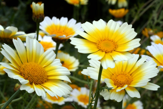 1000 GARLAND CROWN DAISY Chrysanthemum Coronarium Glebionis White Yellow Flower Seeds