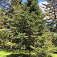 30 BALSAM FIR Tree Abies Balsamea Christmas Tree Silver Pine Canadian Fir Native Evergreen Seeds