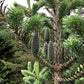 30 BALSAM FIR Tree Abies Balsamea Christmas Tree Silver Pine Canadian Fir Native Evergreen Seeds