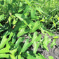 20 SLENDER DUTCHMAN'S PIPE Pipevine Aristolochia Debilis Deep Purple Flower Herb Vine Seeds