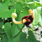 20 SLENDER DUTCHMAN'S PIPE Pipevine Aristolochia Debilis Deep Purple Flower Herb Vine Seeds