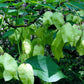 5 AMERICAN BLADDERNUT Tree Staphylea Trifolia Shrub Green Pod White Flower Seeds